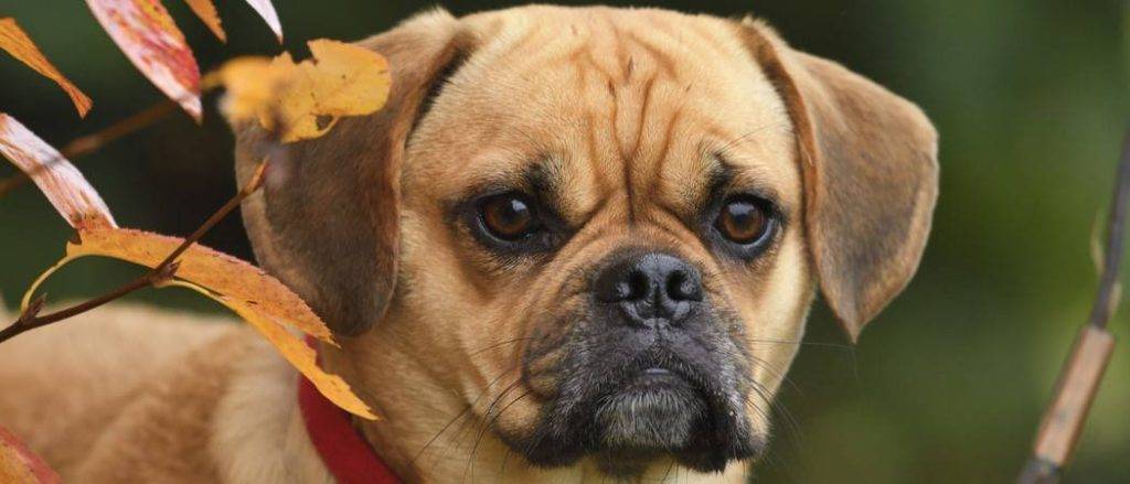 puggle - Qué necesitas saber sobre los Puggles