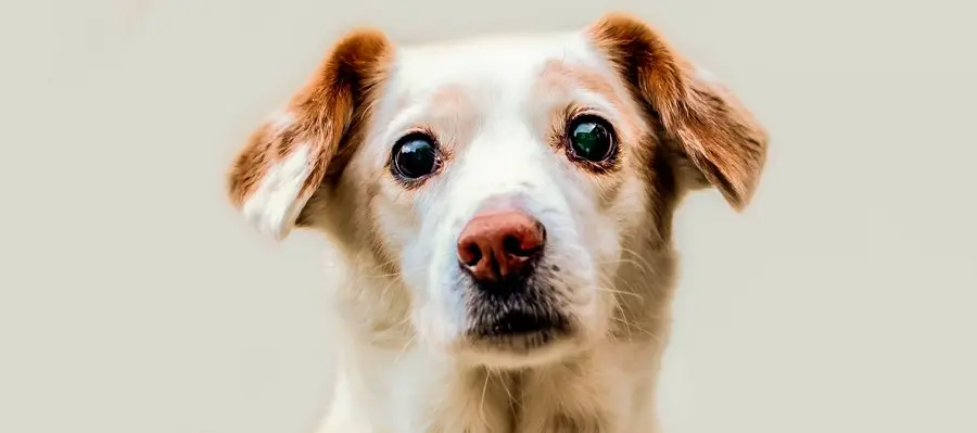 pupilas dilatadas perro - Pupilas dilatadas en perros: causas y tratamientos