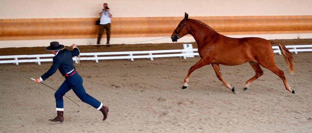 pura sangre caballo andaluz - Características y cuidados del caballo Pura Sangre