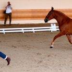 Características y cuidados del caballo Pura Sangre