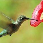 Qué tipo de alimento consume el colibrí