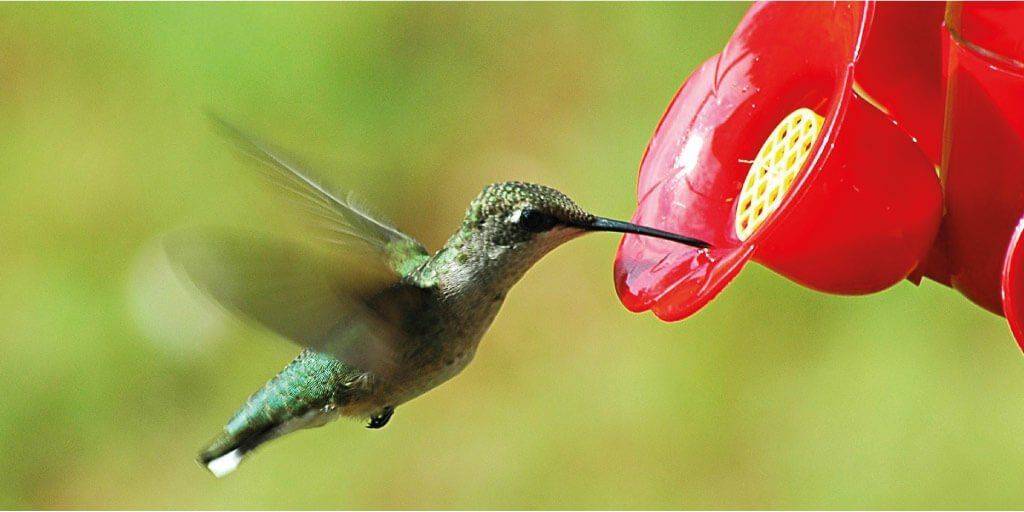 q comen los colibries - Qué tipo de alimento consume el colibrí