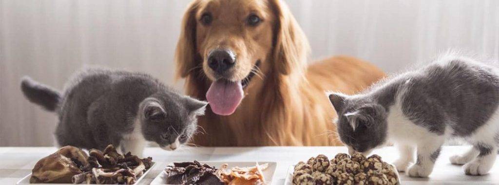 q pasa si un gato come comida de perro - Es seguro alimentar a un gato con comida de perro