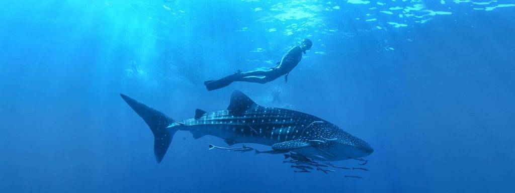 que come el tiburon ballena 1 - Cómo se alimenta el tiburón ballena en el océano