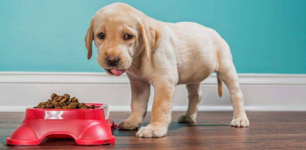 que come un cachorro - Qué deben comer los cachorros para tener una dieta saludable