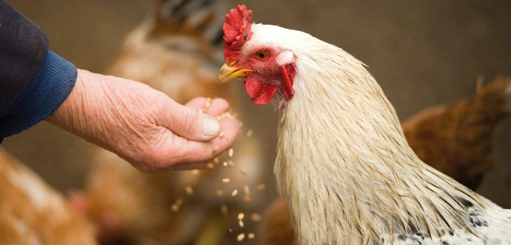 que come una gallina - Cuál es la dieta adecuada para gallinas ponedoras