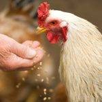 Cuál es la dieta adecuada para gallinas ponedoras