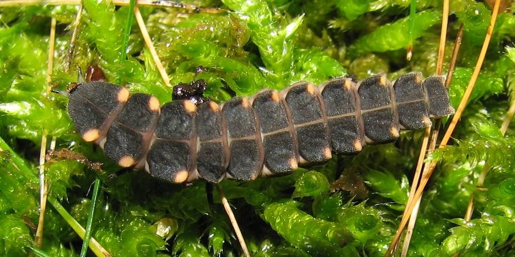 que comen las luciernagas - Cuál es la alimentación de las luciérnagas y dónde suelen habitar