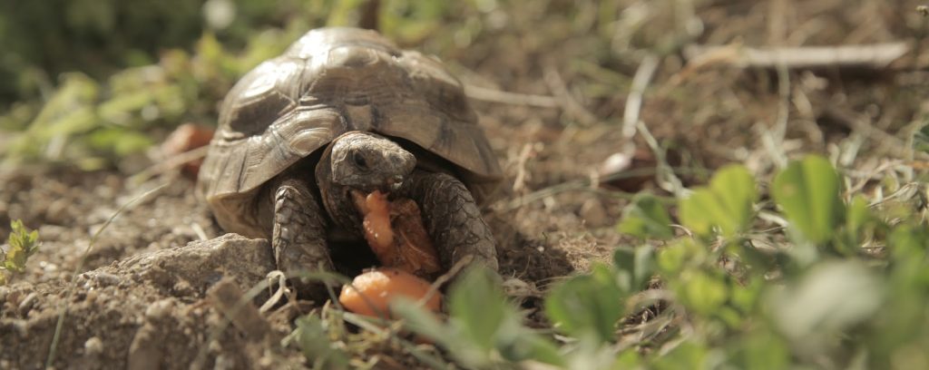 que comen las tortugas moras - Has oído hablar de las Tortugas Moras