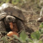 Has oído hablar de las Tortugas Moras