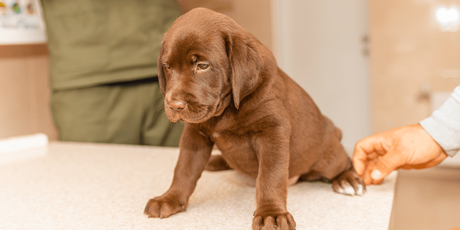 que darle a un perro con parasitos intestinales - Cómo desparasitar a un perro de forma natural en casa