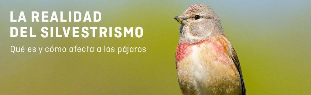 que es el silvestrismo - Riesgos del silvestrismo para la fauna silvestre