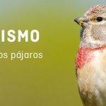 Riesgos del silvestrismo para la fauna silvestre