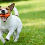 Sabías que los perros pueden ser diestros o zurdos