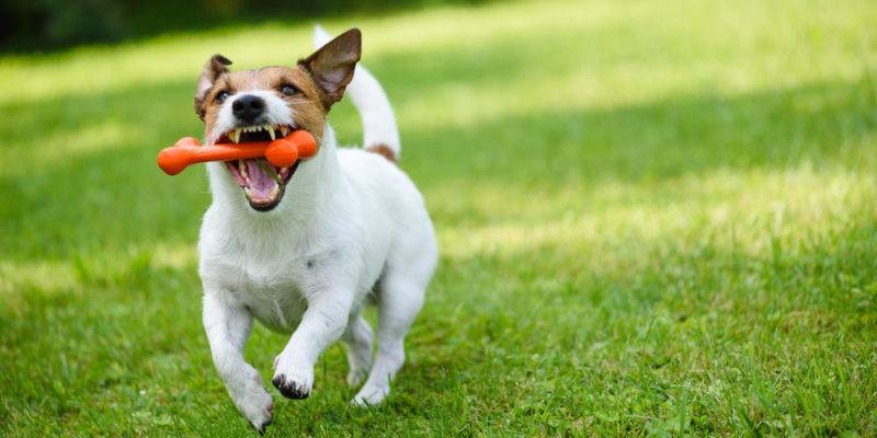 que hace el perro - Sabías que los perros pueden ser diestros o zurdos