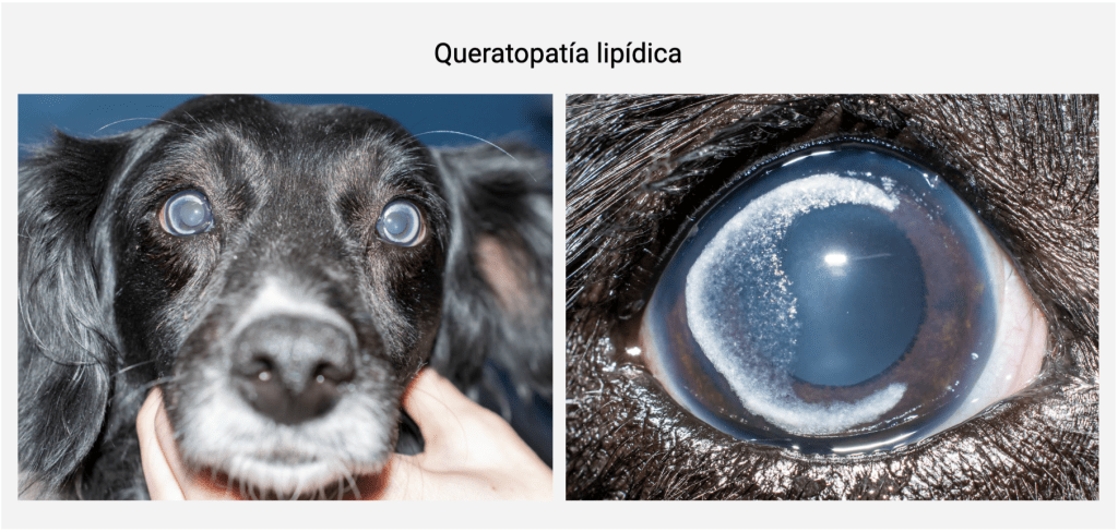 queratitis en perros - Cómo tratar la queratitis en perros de forma efectiva