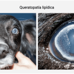 Cómo tratar la queratitis en perros de forma efectiva