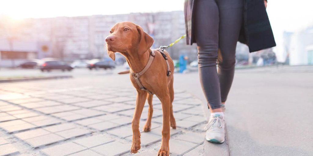 quien es el dueno legal de un perro - Quién es el dueño legal de un perro y cómo se determina