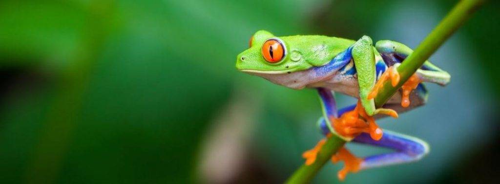 rana ojo rojo - Has visto alguna vez a la rana verde de ojos rojos