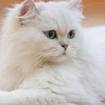 Conoces los 7 tipos de gatos Persa