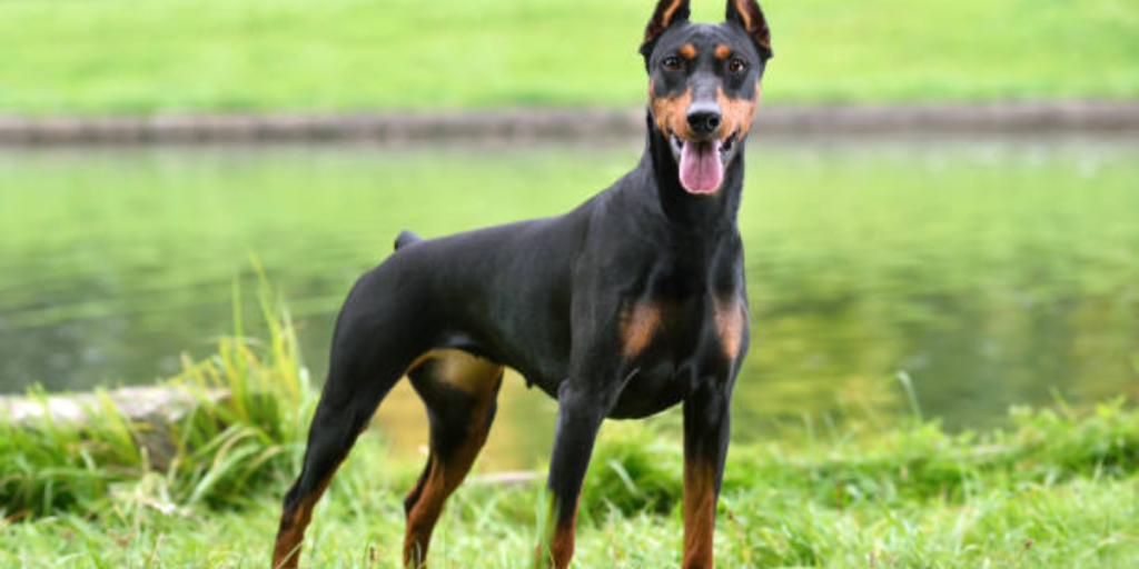 razas de perros doberman - Tipos de dóberman: colores, tamaños y características