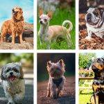 Cuáles son las 10 razas de perros más populares en el mundo