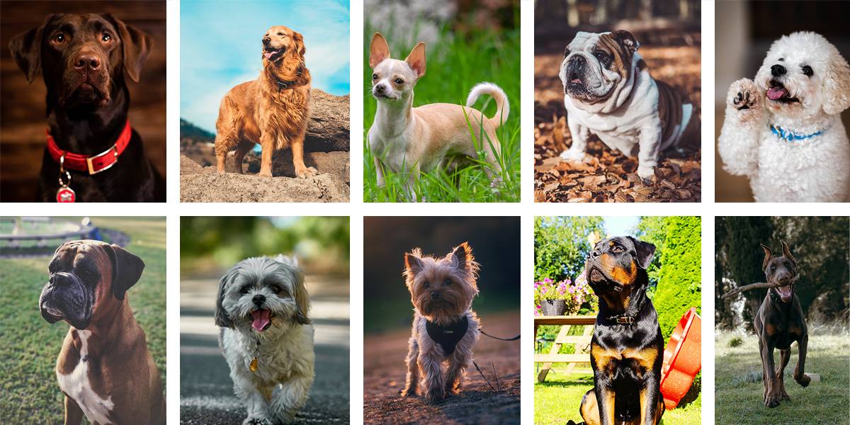 Cuáles son las 10 razas de perros más populares en el mundo