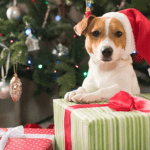 Qué regalos especiales puedo obsequiar a mi perro en Navidad