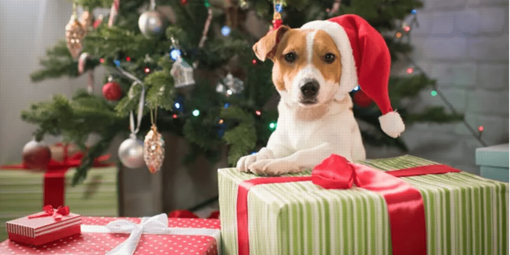 regalo navidad perro - Qué regalos especiales puedo obsequiar a mi perro en Navidad