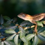 Qué reptiles herbívoros podemos encontrar en la naturaleza