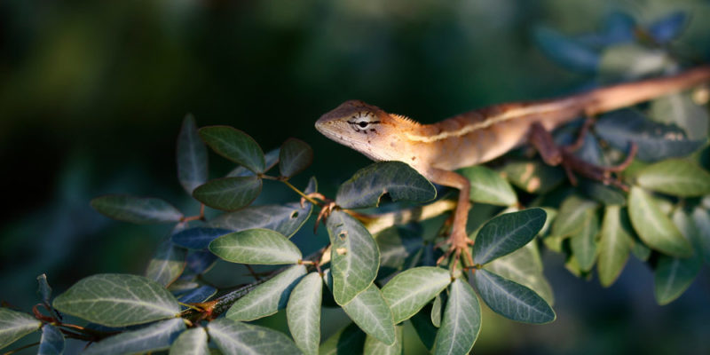 reptiles herbivoros - Qué reptiles herbívoros podemos encontrar en la naturaleza