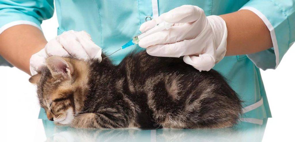 rinotraqueitis felina tratamiento - Qué tratamiento es efectivo para la rinotraqueítis felina