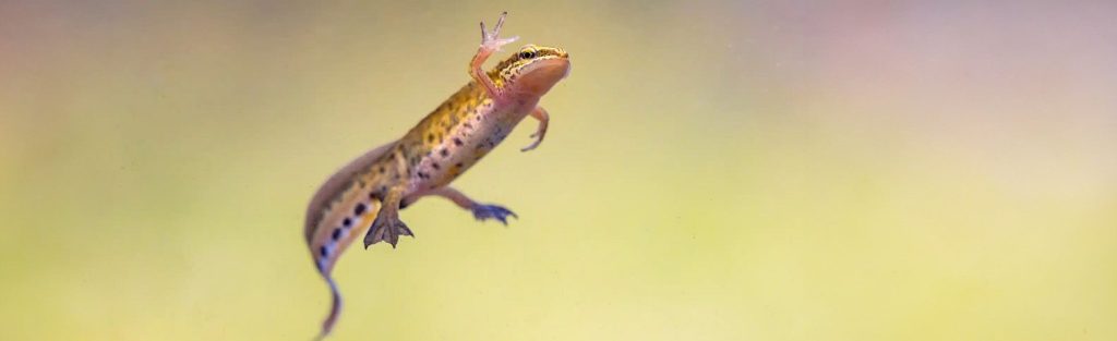 salamandra tipos - Diversidad de salamandras: cuántas especies existen