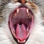 Cómo evitar que los gatos desarrollen sarro en sus dientes