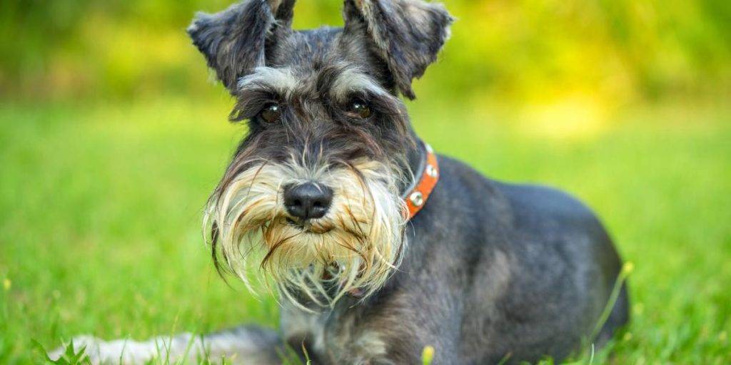 schnauzer estandar - Características distintivas del Schnauzer Estándar