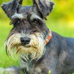 Características distintivas del Schnauzer Estándar