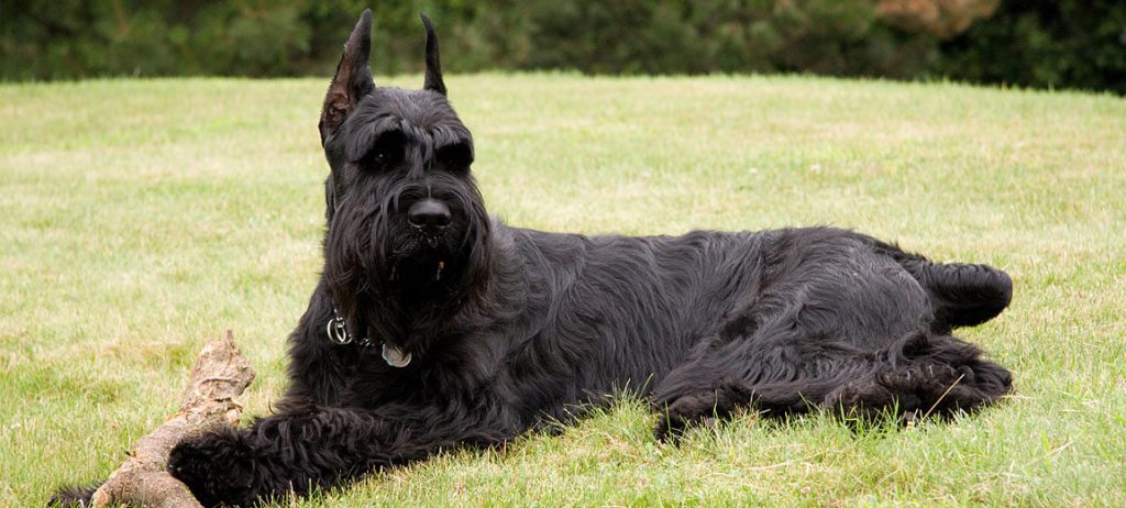 schnauzer tamanos - Tamaños del Schnauzer: Mini, Mediano y Gigante