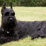 Tamaños del Schnauzer: Mini, Mediano y Gigante