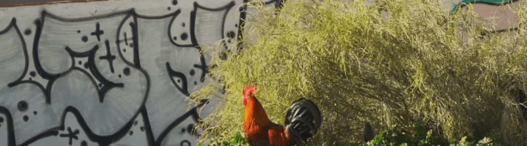 se pueden tener gallinas en zona urbana - Se pueden tener gallinas en la ciudad