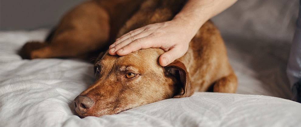 secuelas epilepsia perros - Cómo afecta la epilepsia a la salud de los perros a largo plazo