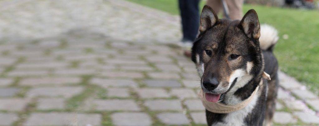 shikoku dog - Qué características tiene el Shikoku, cómo cuidarlo y ver fotos