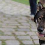 Qué características tiene el Shikoku, cómo cuidarlo y ver fotos