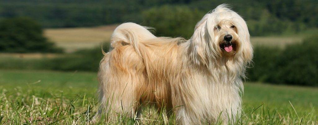 siberian terrier - Cuáles son las características del terrier tibetano