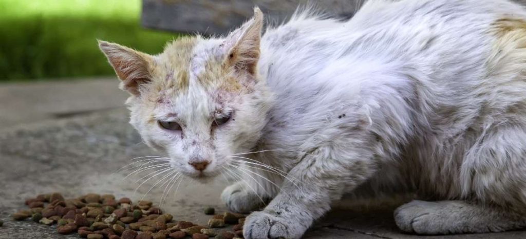 sida felino sintomas - Cómo identificar y tratar los síntomas del sida felino