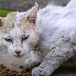 Cómo identificar y tratar los síntomas del sida felino