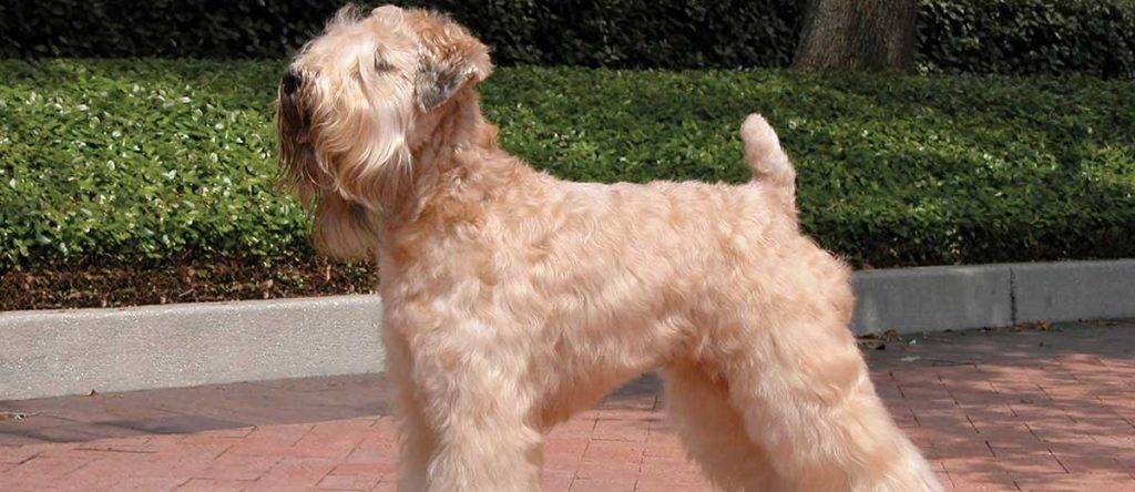 soft haired wheaten terrier - Qué sabes sobre el Soft Coated Wheaten Terrier Irlandés