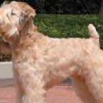 Qué sabes sobre el Soft Coated Wheaten Terrier Irlandés