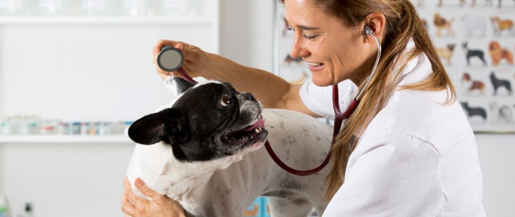 soplo en el corazon perros tratamiento - Qué es el soplo en el corazón de los perros y cómo se identifica