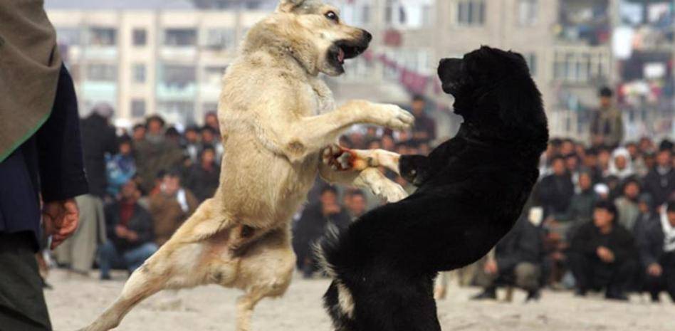 sparring perros - El sparring en peleas de perros afecta a los caninos