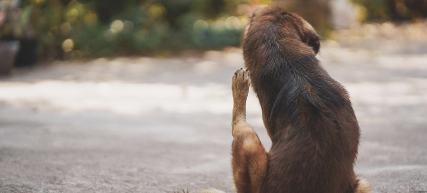 talquistina para mi perro - Talquistina para perros: usos, dosis y efectos secundarios